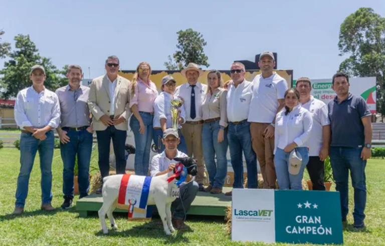 Asociacion Paraguaya de Criadores de Dorper APCD 768x492